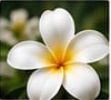 Frangipani