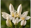 Jasmine Auriculatum