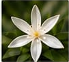 Jasmine Grandiflorum