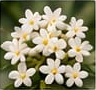 Jasmine Sambac