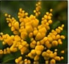 Mimosa