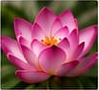 Pink Lotus