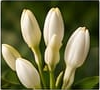 Tuberose