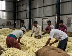 The Harvest